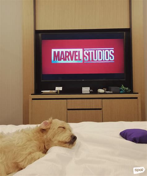 Hilton Manila at Resorts World Manila Is Now Pet.